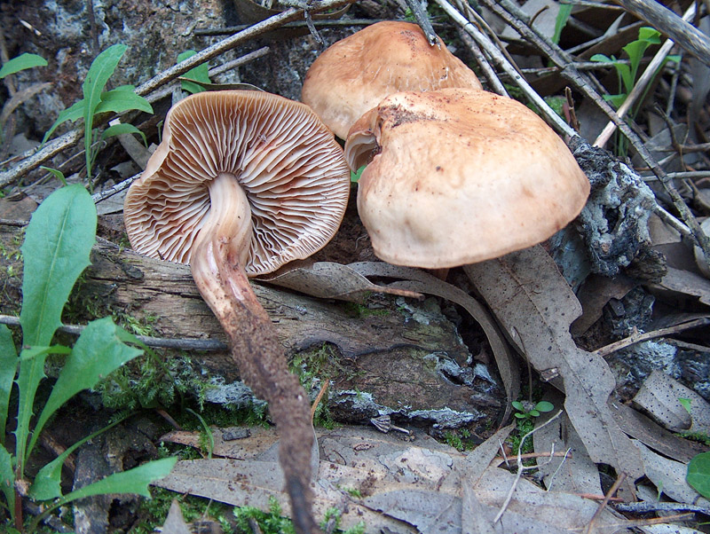 Collybia fusipes? e ?